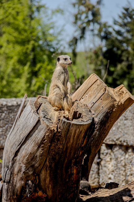 A meerkat perched upright on a large, weathered tree stump in an outdoor setting. The stump has a textured, cracked surface with visible growth rings and jagged edges. Surrounding the stump, there is 